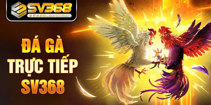 Đá gà trực tiếp - Đỉnh cao giải trí tại SV368 gay cấn đến nghẹt thở