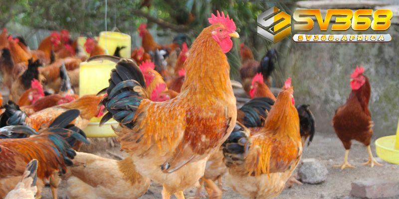 Hướng dẫn chi tiết cách làm chuồng bay cho gà đá